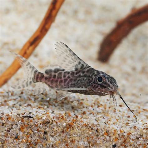 垃圾魚|水族裡清潔能力超強的清潔魚，你知道幾種？